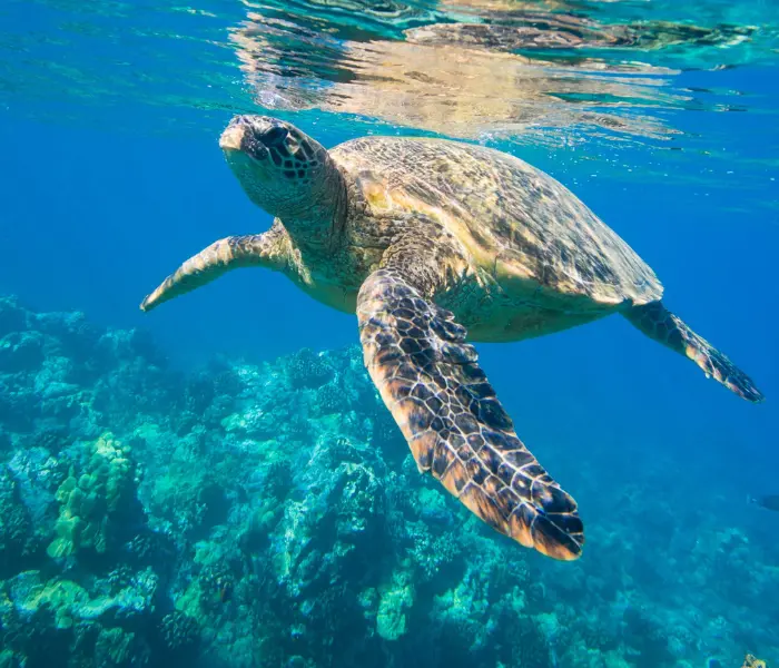 Contact Page - Form Section Image