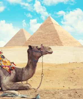 Egypt - Pyramids and Camel
